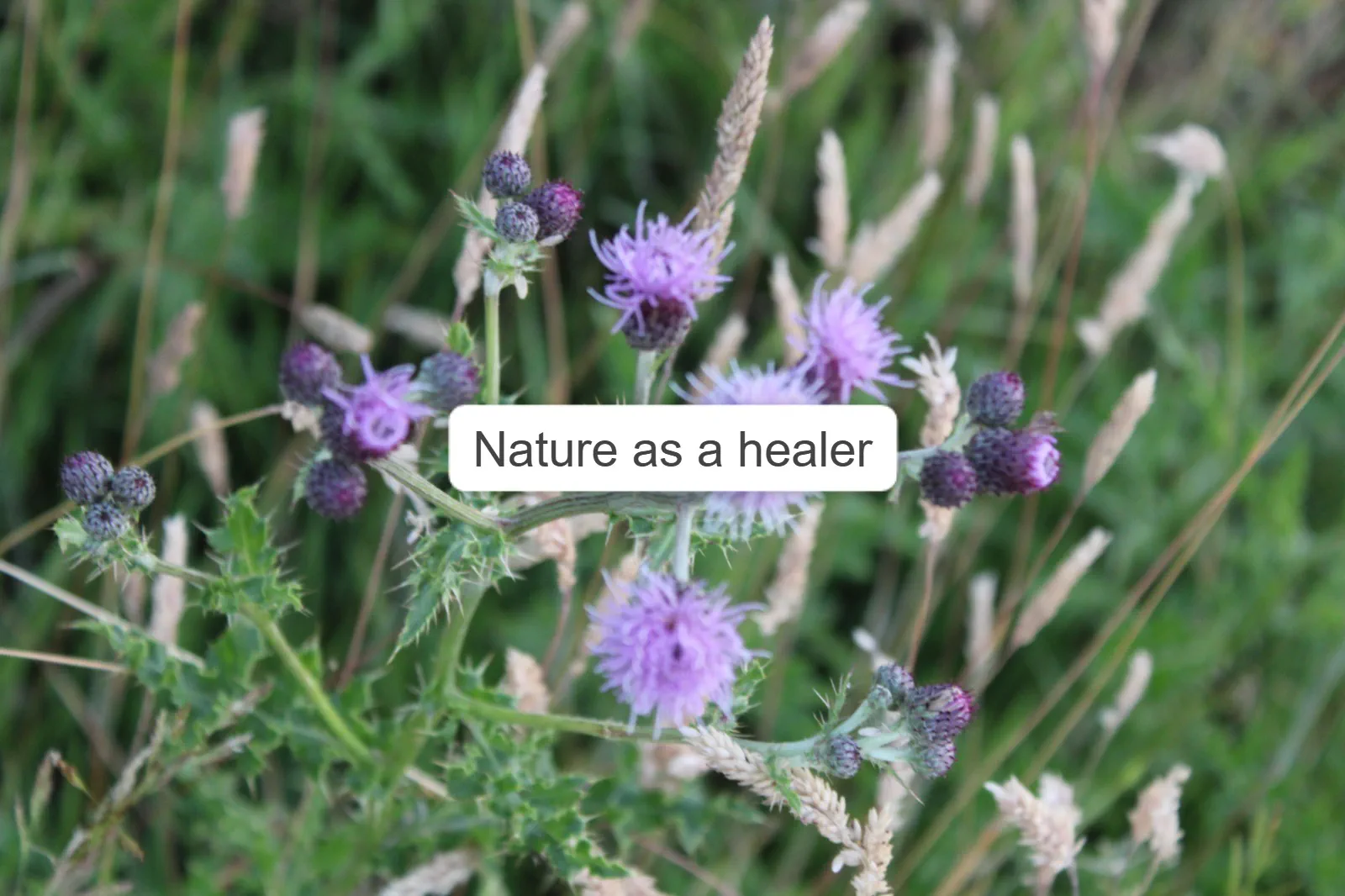 Close up photograph of plants in a field.